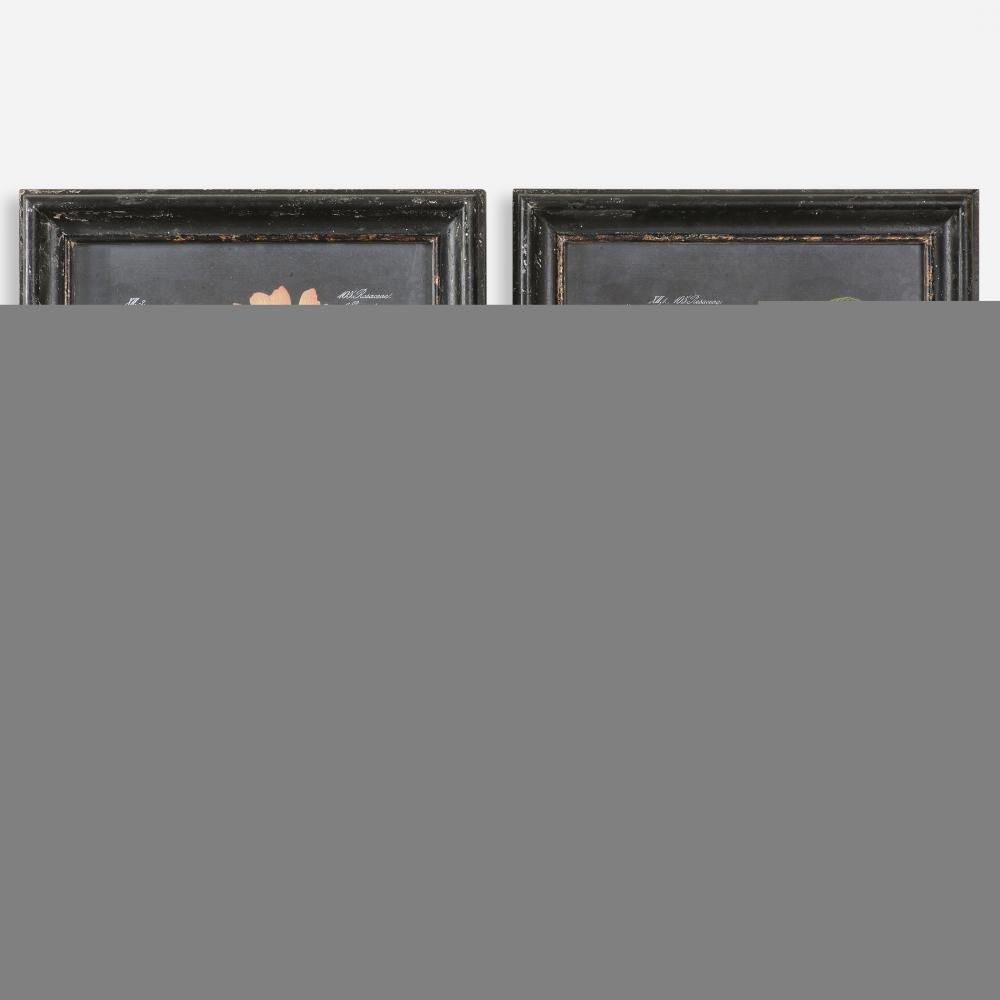 Uttermost Midnight Botanicals Wall Art Set/2